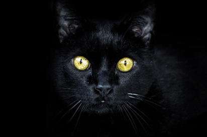 catblack